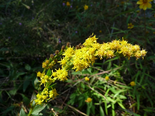 {Solidago gracillima}